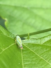 Graphocephala versuta