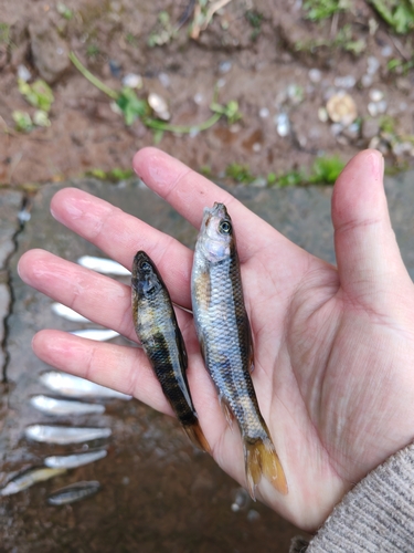 Mountain barb (Acrossocheilus monticola) — Cyprinidae — 3