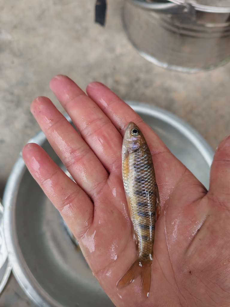 Onychostoma monticola