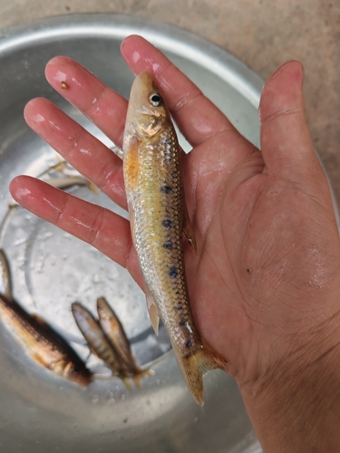 Coin gudgeon (Belligobio nummifer) — Cyprinidae — 5