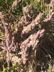 Chloropyron palmatum