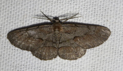 Iridopsis vellivolata