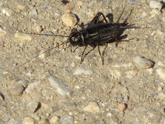 Neonemobius eurynotus