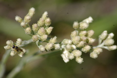 Antennaria rosea