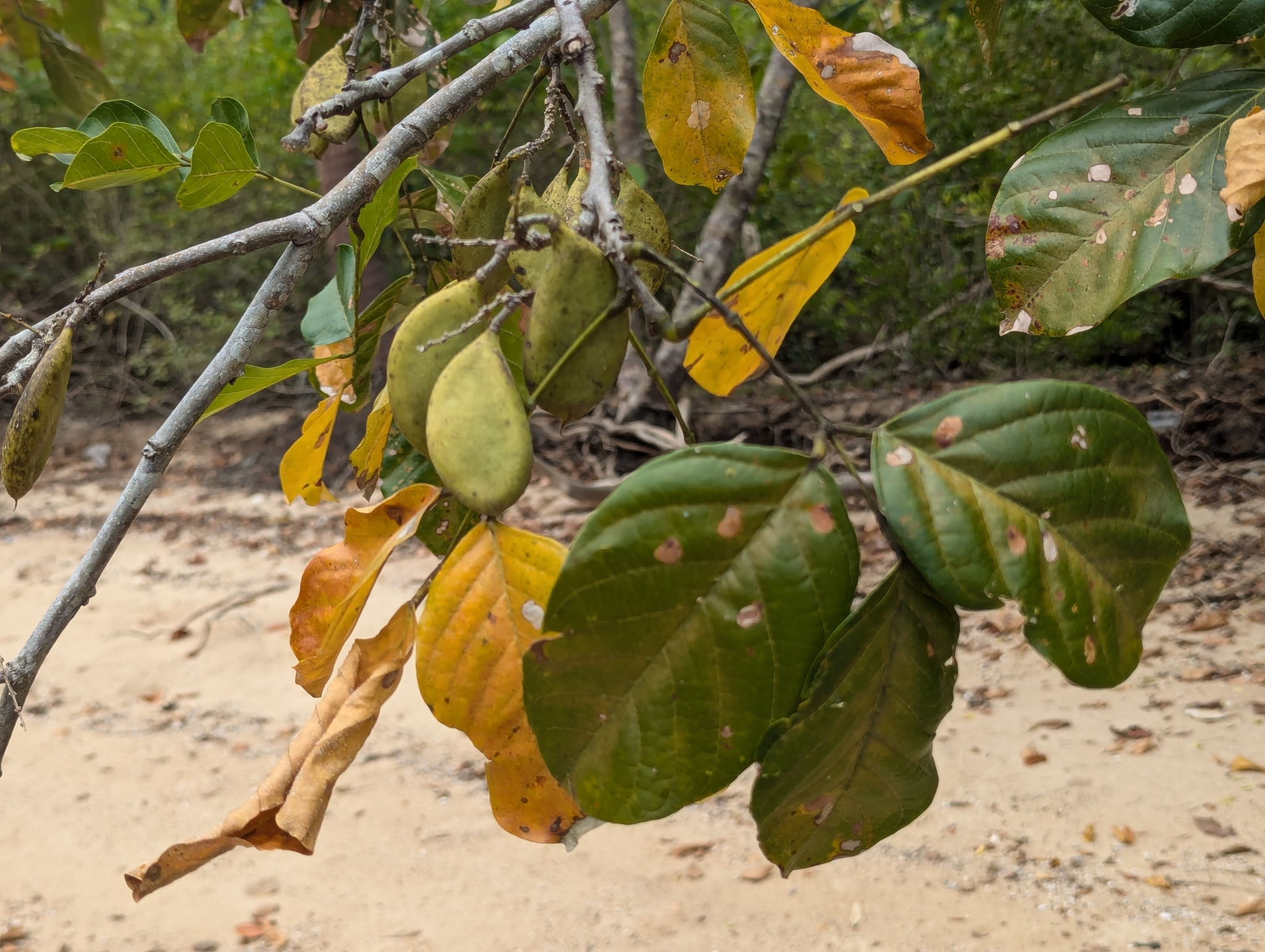 Imagem de Pongamia