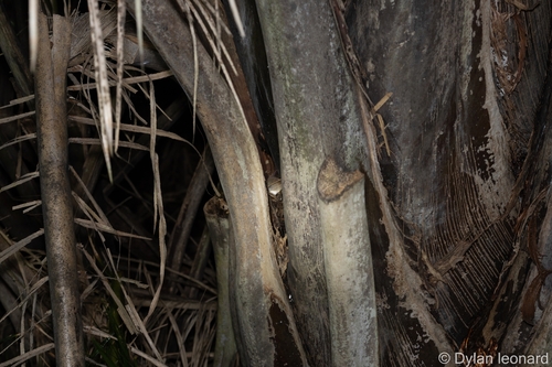 Image of Raphia australis by (c) Dylan Leonard, some rights reserved (CC BY-SA)
