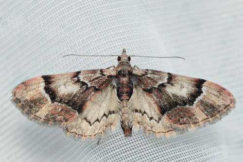 Gymnoscelis insulariata