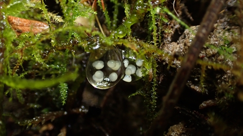 Ischyropsalis robusta