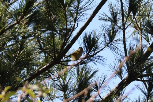 Flamecrest (Regulus goodfellowi), photo 6