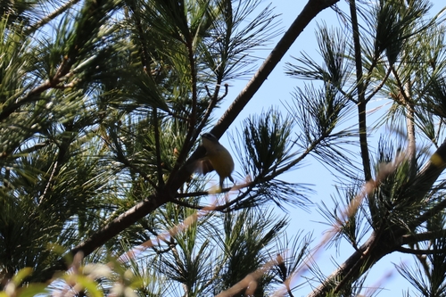 Flamecrest (Regulus goodfellowi), photo 7