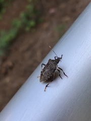 Halyomorpha halys