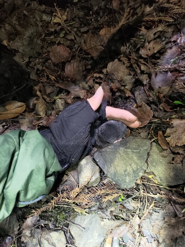 Taiwanese Mole Shrew
