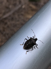 Halyomorpha halys