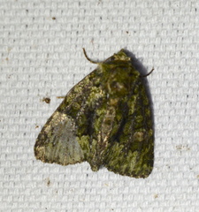 Phosphila miselioides