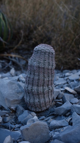 Foto de Cacto ouriço