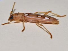 Eburodacrys triocellata