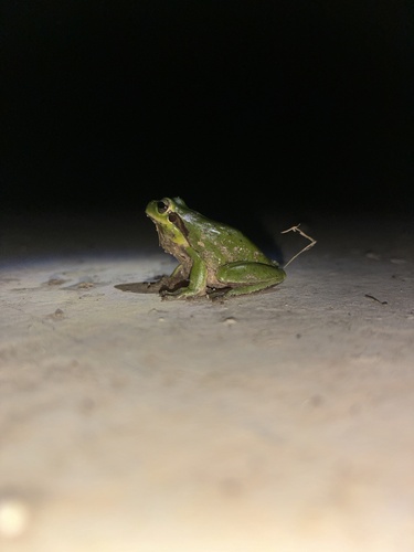 Avistamiento Ranita meridional