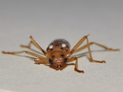 Eburodacrys triocellata