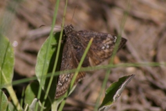 Erynnis persius