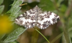 Rheumaptera hastata