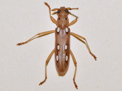 Eburodacrys triocellata