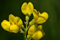 Thermopsis montana