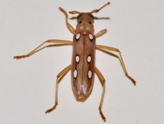 Eburodacrys triocellata