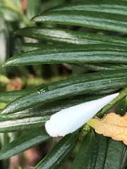 Flatormenis proxima