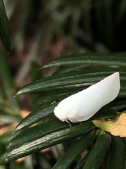 Flatormenis proxima
