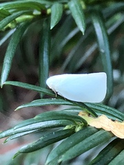 Flatormenis proxima
