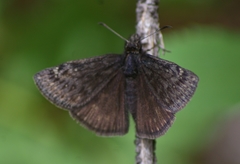 Erynnis persius
