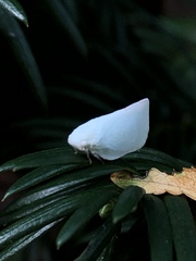 Flatormenis proxima
