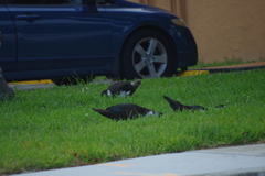 Cairina moschata domestica