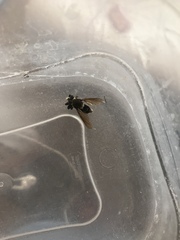 Mallophora fautrix