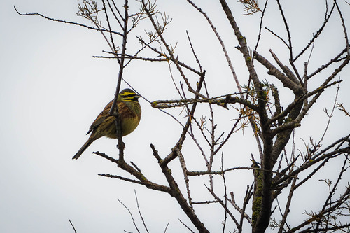 Escribano soteño (Emberiza cirlus)