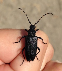Stictoleptura canadensis