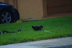 Cairina moschata domestica