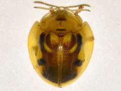 Eurypepla brevilineata