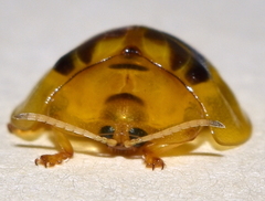 Eurypepla brevilineata
