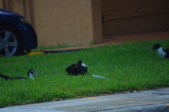 Cairina moschata domestica