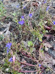 Lobelia erinus