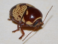 Cryptocephalus irroratus