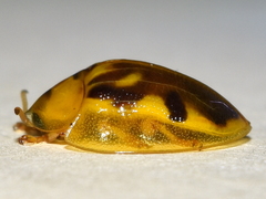 Eurypepla brevilineata