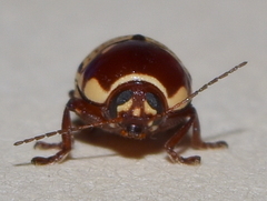 Cryptocephalus irroratus