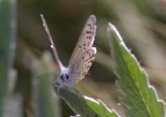 Euphilotes ancilla