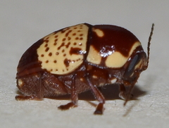 Cryptocephalus irroratus
