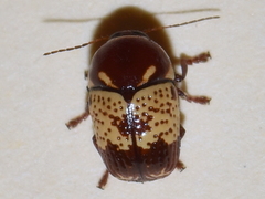 Cryptocephalus irroratus