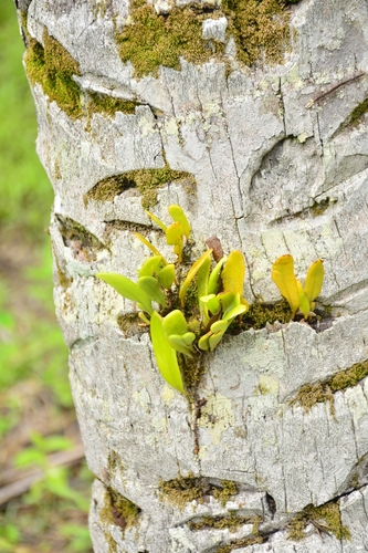 Pyrrosia piloselloides