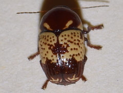 Cryptocephalus irroratus