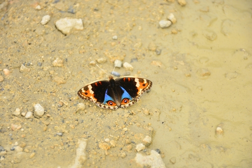 Junonia orithya